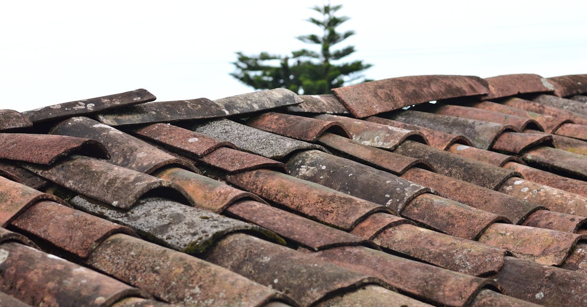 Solving Common Roofing Problems: Dealing with Moss and Algae